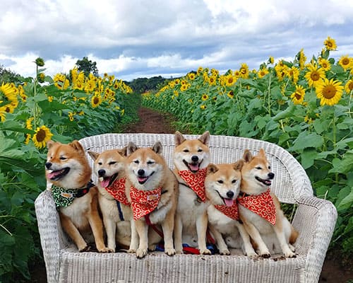adorable red Shiba  inus in sunflower field in Hawaii