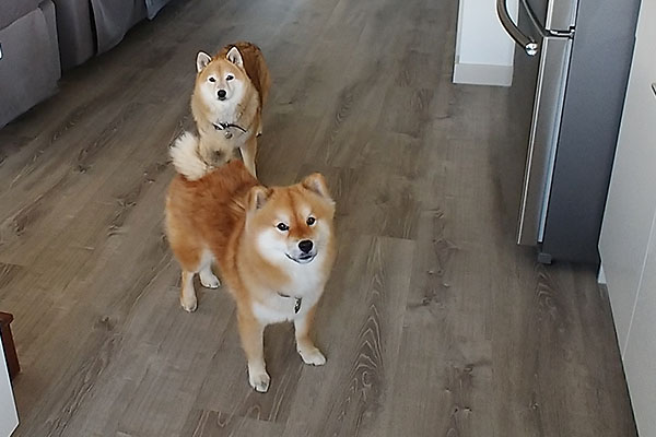 Two Shiba Inu red, one long-haired
