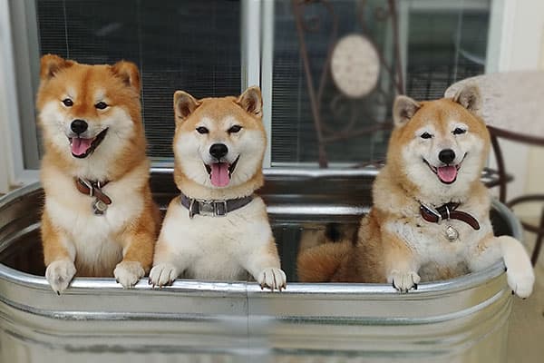 My three red Shiba Inus in a planter