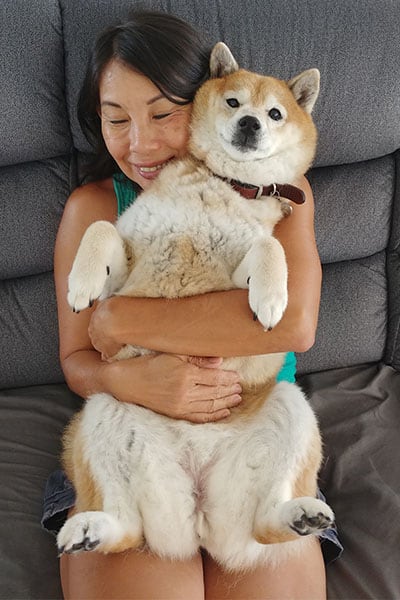 Shiba inu being cuddled by owner
