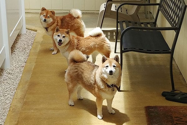 three shiba inus looking at camera directly