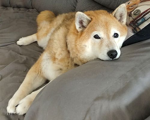 Shiba staring deeply into your soul