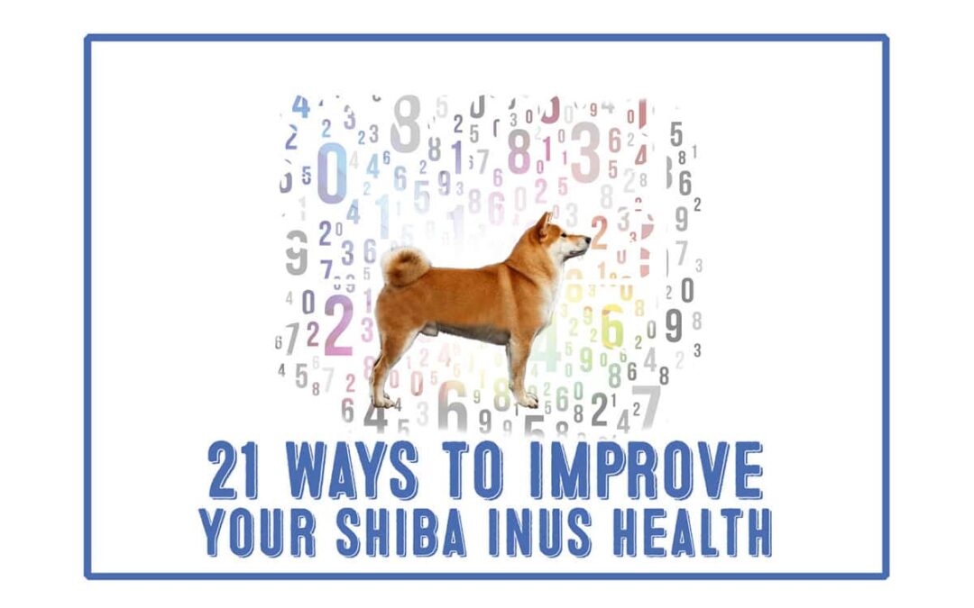 21 ways to improve your Shibas health