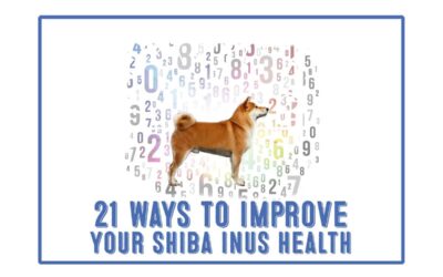 [ 21 Actionable Ways ]To Extend Your Shiba Inus Life