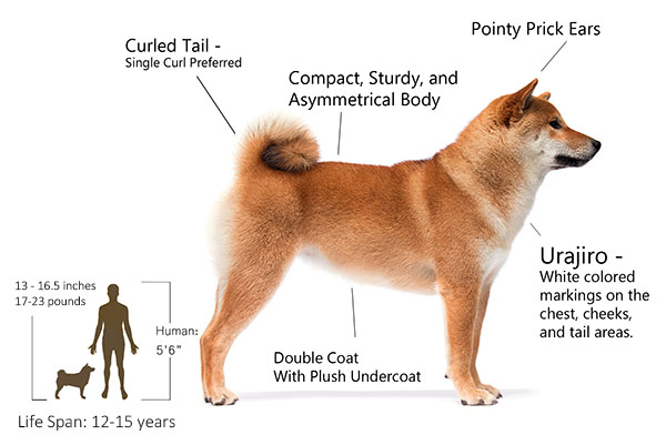 Shiba Inu important features body size, weight 