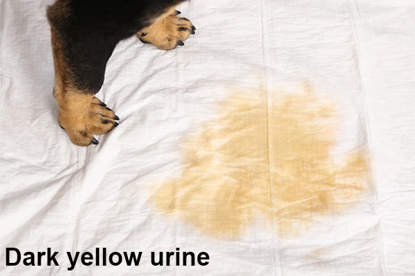 dark yellow urine a sign of possible uti in canines