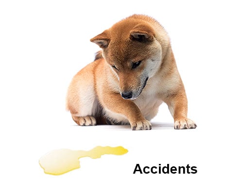 shiba inu with potty accident due to canine bladder infection uti