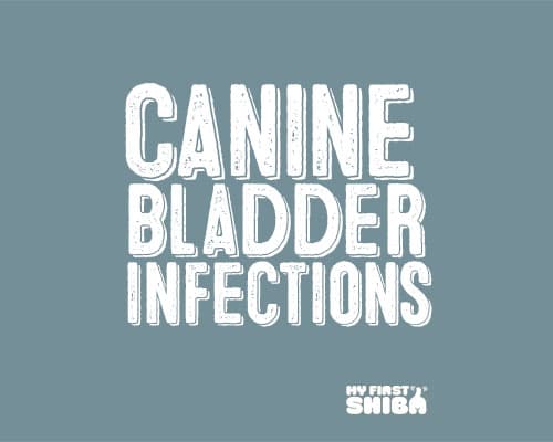 canine bladder infections