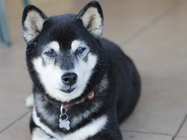 black and tan older Shiba Inu dog with eye canine cataracts