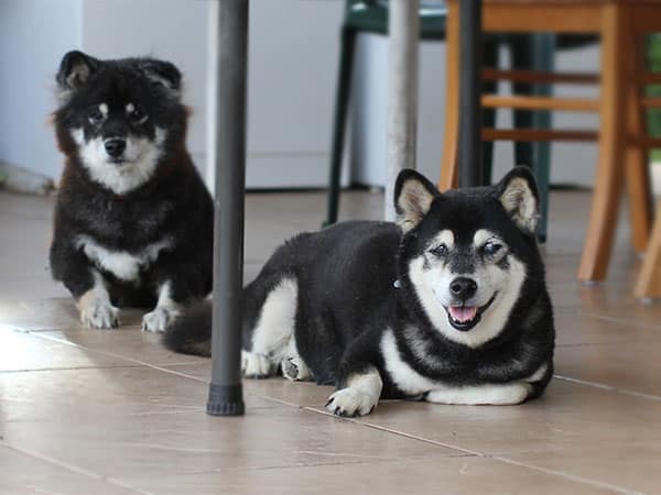 2 black and tan Shiba Inu dogs, one with cataract in eyes