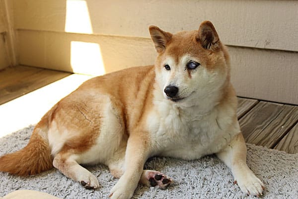 Red Shiba Inu dog with eye cataracts
