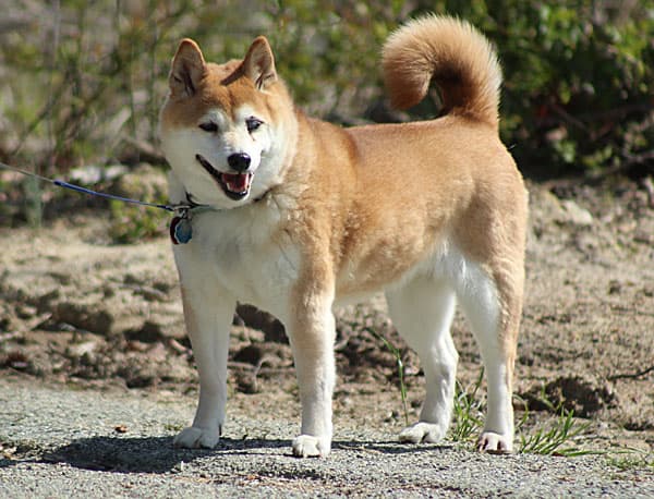 Standing older red Shiba Inu Dog in the outdoors