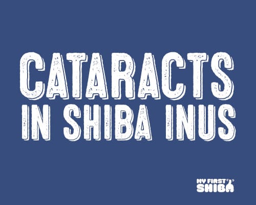 cataracts in Shiba inu Graphic