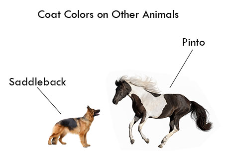 Coat colors on other animals