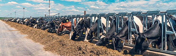 cows cattle feeding panorama