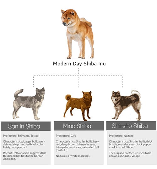 history of shiba inu, shinshu, mino, san'in