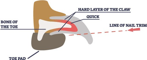 illustration of where to cut your Shiba inus nail