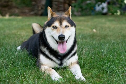 Shiba Inus 101 - The Ultimate Guide - My First Shiba Inu