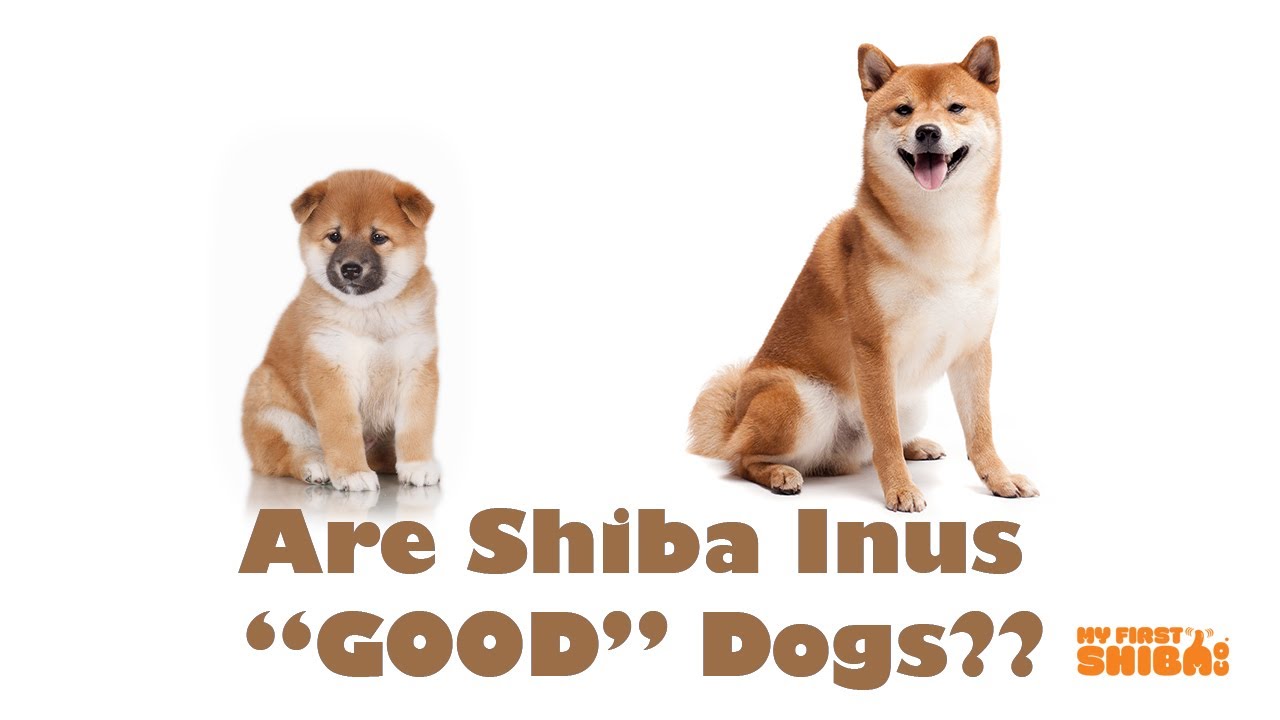 Akita shiba best sale inu difference