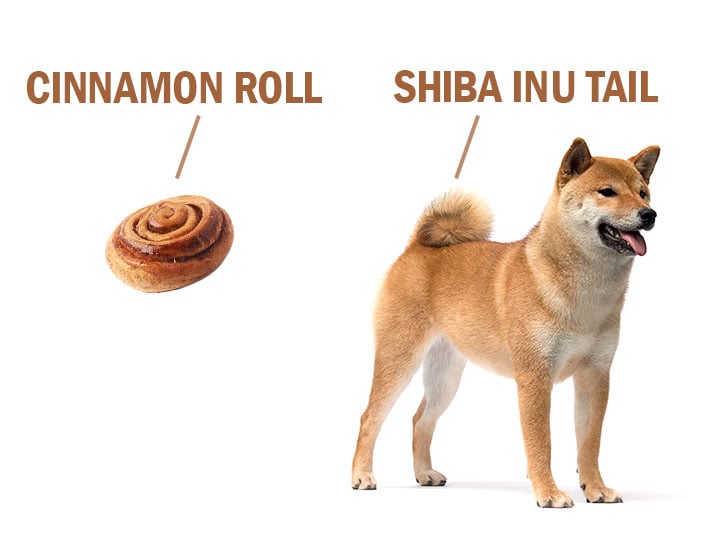Shiba  Inu tail compared to a cinnamon bun / roll