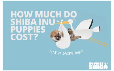 How Much Do Shiba Inu Puppies Cost?