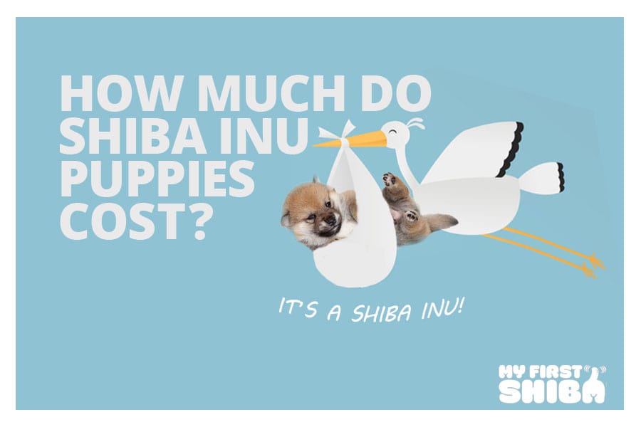 how much do shiba inu puppies cost cute graphic