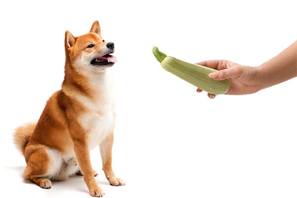 hand holding a zucchini vegetable in front of a sitting red shiba inu dog