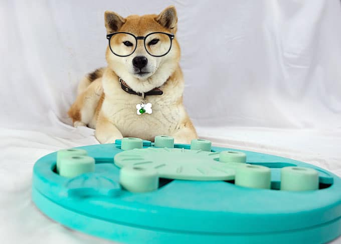 smart shiba inu wearing glasses looking at a dog interaction