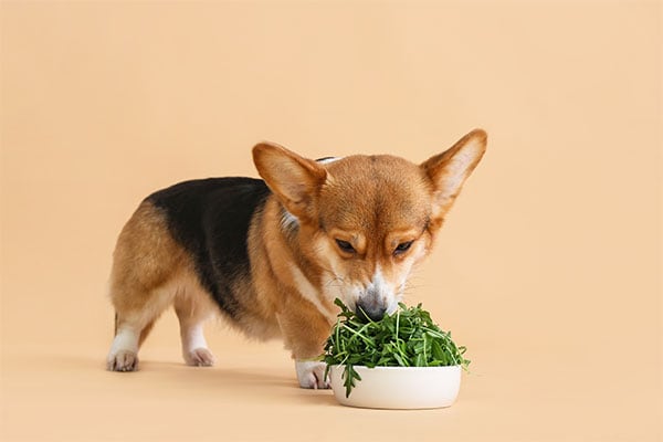 Corgi dog eating a bowl of green vegetables