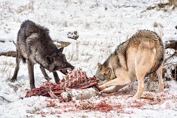 wolves eating carcass of animal