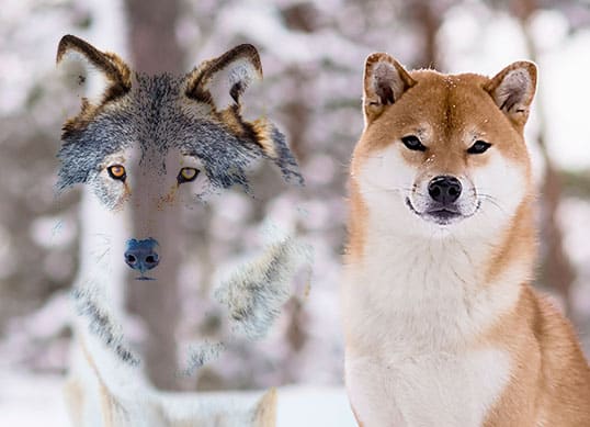 image of wolf compared to a shiba inu dog