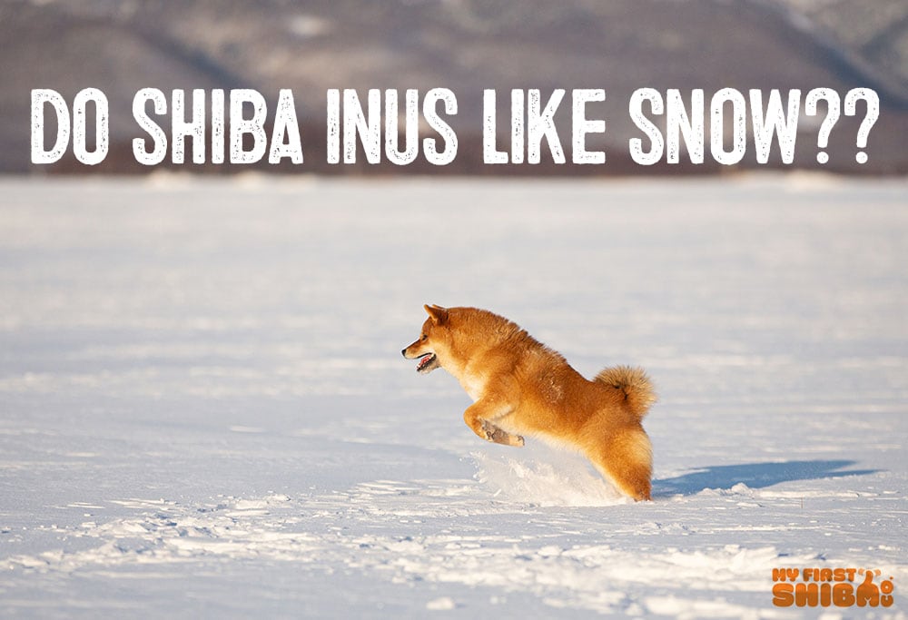 do shiba Inus like snow?