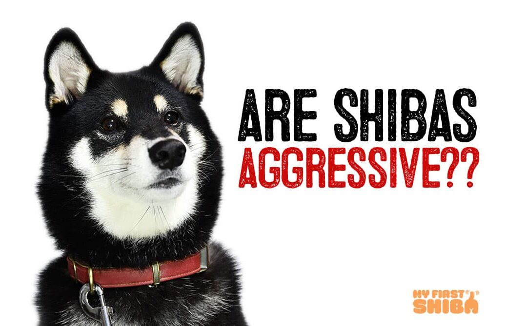 Are Shiba Inus aggressive infographic