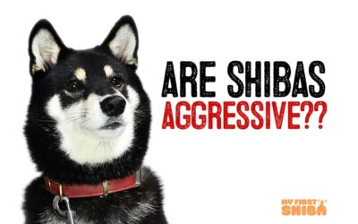 Are Shiba Inus Aggressive?