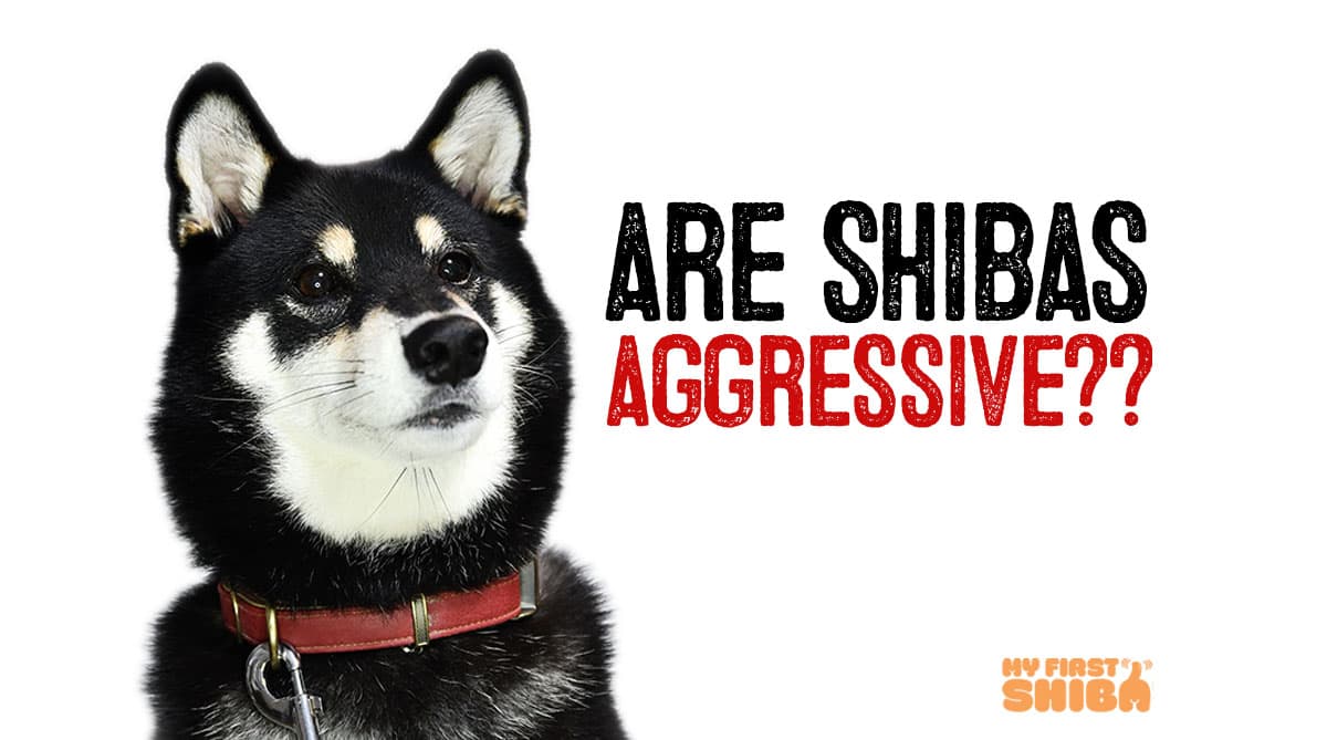 Are Shiba Inus aggressive infographic