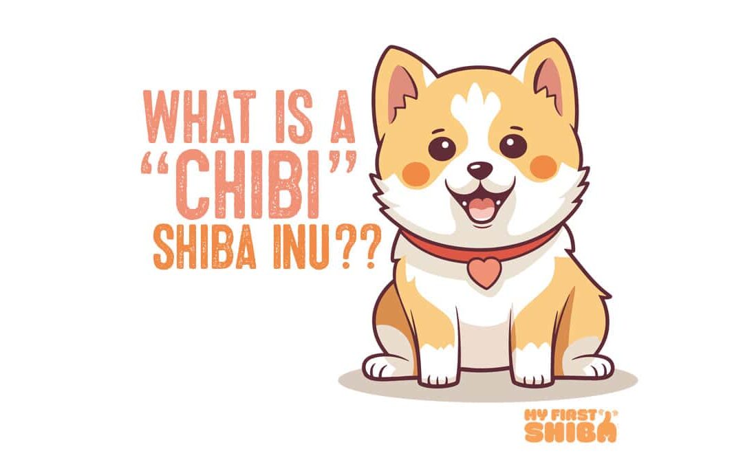 what is a Shiba Inu chibi infographic