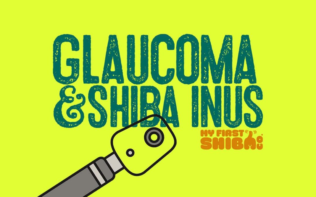 glaucoma and Shiba Inu