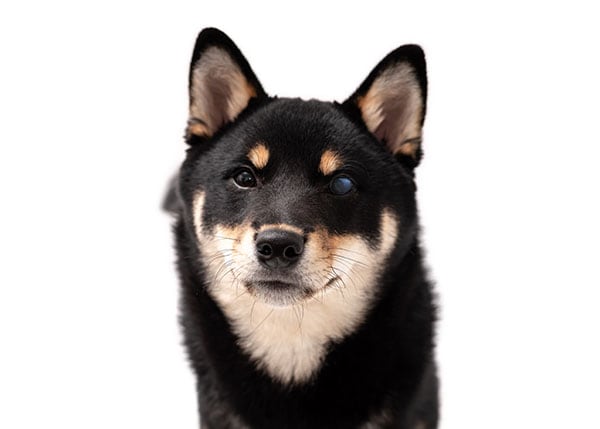 black and tan Shiba Inu dog with early onset glaucoma