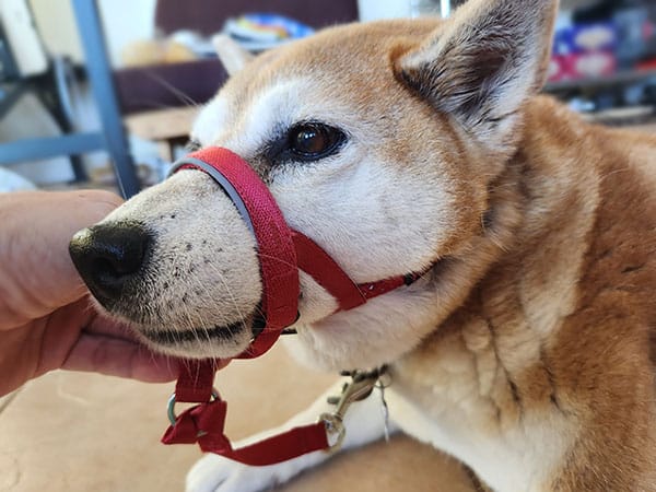 shiba inu dog wearing a halti head collar
