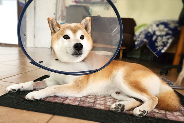 Shiba Inu wearing a medical cone