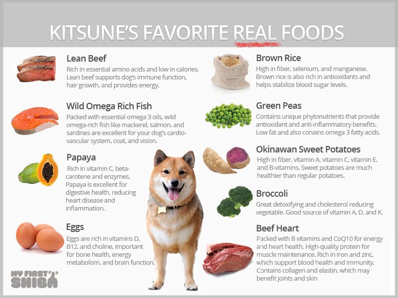 best fresh foods for shiba inu dog