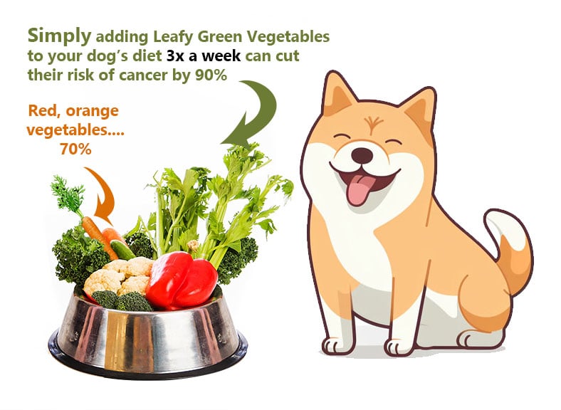 shiba inu feeding tip, add fresh red and green foods to their diet