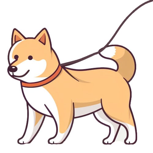 leash training shiba Inu illustration
