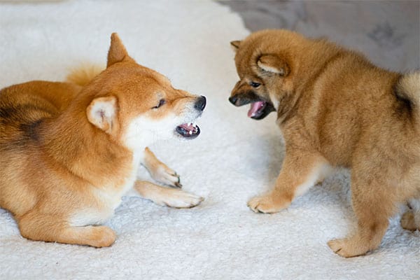 shiba inu mother and shiba inu puppy growling at each other