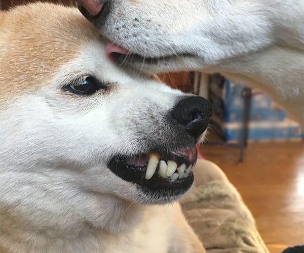 growling Shiba Inu being comforted by another Shiba Inu