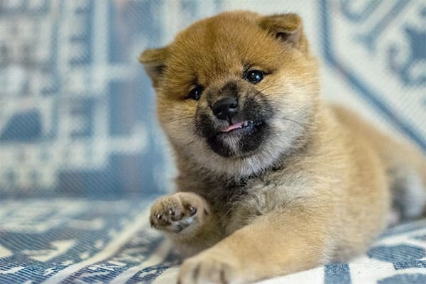 Shiba Inu puppy growling