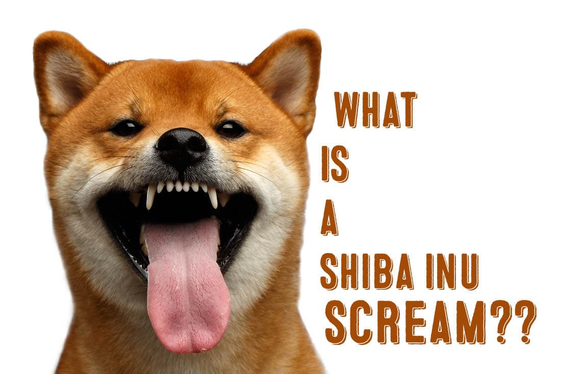 shiba inu screaming and showing teeth and tongue