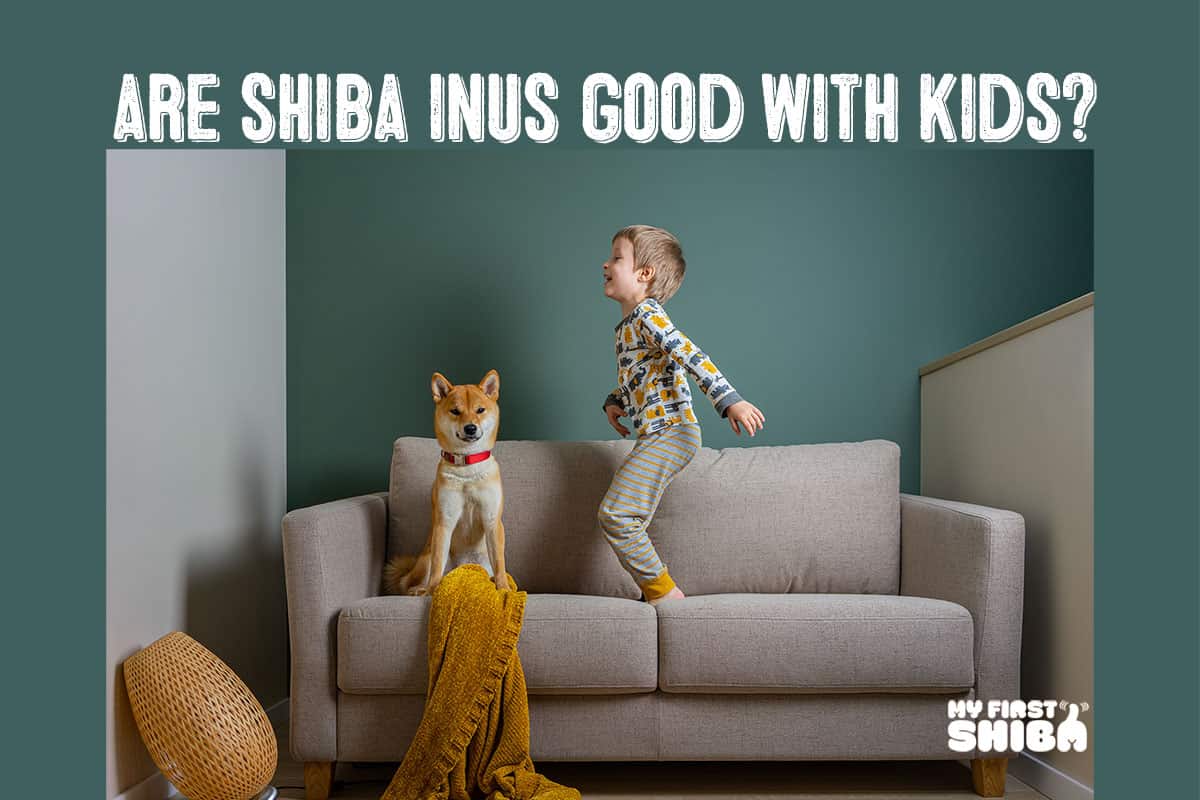 Are Shiba Inus good with kids infographic