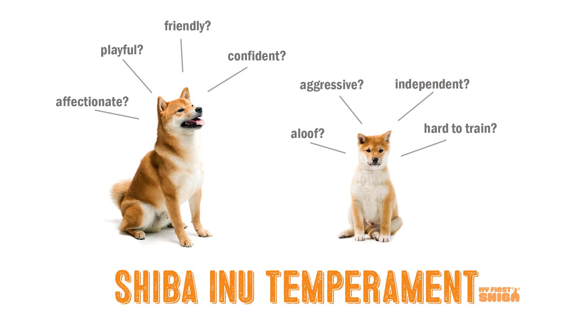 shiba inu temperament infographic