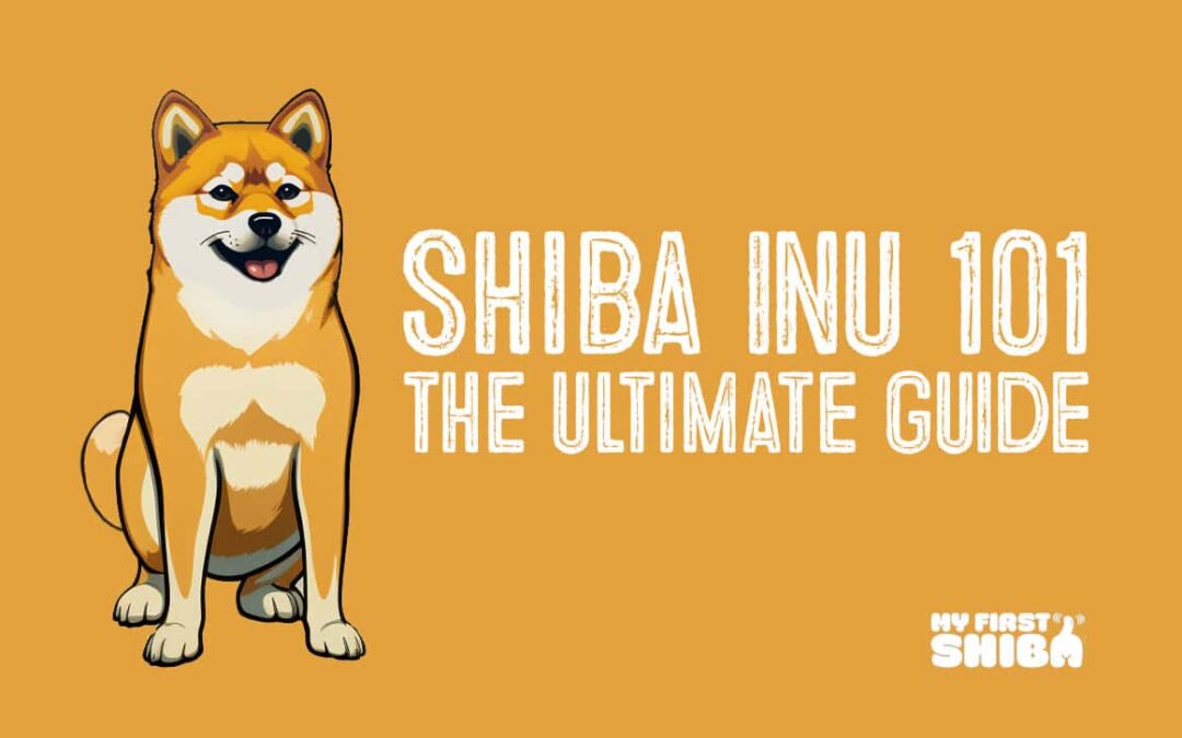 ultimate guide to shiba inu infographic